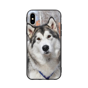 Чехол для Apple iPhone X силиконовый матовый с принтом Аляскинский маламут , Силикон | Печать на задней стороне чехла, без боковой панели | аляскинский маламут | животное | порода | собака