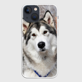 Чехол для iPhone 13 mini с принтом Аляскинский маламут ,  |  | Тематика изображения на принте: аляскинский маламут | животное | порода | собака