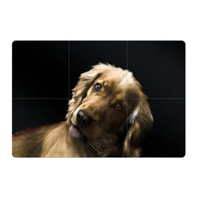 Магнитный плакат 3Х2 с принтом Английский кокер-спаниель , Полимерный материал с магнитным слоем | 6 деталей размером 9*9 см | английский кокер спаниель | животно | порода | собака