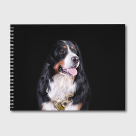 Альбом для рисования с принтом Бернский зенненхунд , 100% бумага
 | матовая бумага, плотность 200 мг. | бернский зенненхунд | животное | порода | собака