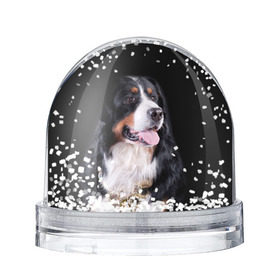 Снежный шар с принтом Бернский зенненхунд , Пластик | Изображение внутри шара печатается на глянцевой фотобумаге с двух сторон | бернский зенненхунд | животное | порода | собака