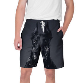 Мужские шорты 3D с принтом Доберман ,  полиэстер 100% | прямой крой, два кармана без застежек по бокам. Мягкая трикотажная резинка на поясе, внутри которой широкие завязки. Длина чуть выше колен | доберман | животное | порода | собака