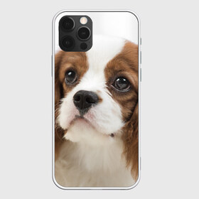 Чехол для iPhone 12 Pro Max с принтом Кинг чарльз спаниель , Силикон |  | Тематика изображения на принте: животное | кинг чарльз спаниель | порода | собака