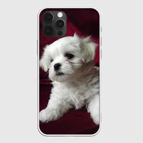 Чехол для iPhone 12 Pro с принтом Мальтийская болонка , силикон | область печати: задняя сторона чехла, без боковых панелей | животное | мальтийская болонка | порода | собака