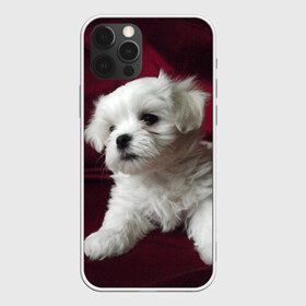 Чехол для iPhone 12 Pro Max с принтом Мальтийская болонка , Силикон |  | животное | мальтийская болонка | порода | собака