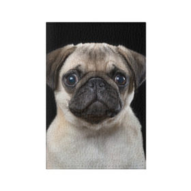Обложка для паспорта матовая кожа с принтом Мопс , натуральная матовая кожа | размер 19,3 х 13,7 см; прозрачные пластиковые крепления | животное | мопс | порода | собака