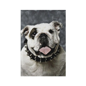 Обложка для паспорта матовая кожа с принтом Английский бульдог , натуральная матовая кожа | размер 19,3 х 13,7 см; прозрачные пластиковые крепления | животное | порода | собака | французский бульдог