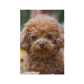 Обложка для паспорта матовая кожа с принтом Пудель , натуральная матовая кожа | размер 19,3 х 13,7 см; прозрачные пластиковые крепления | Тематика изображения на принте: животное | порода | пудель | собака | щенок