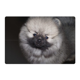 Магнитный плакат 3Х2 с принтом Кеесхонд , Полимерный материал с магнитным слоем | 6 деталей размером 9*9 см | животное | кеесхонд | порода | собака