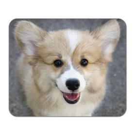 Коврик прямоугольный с принтом Пемброк-вельш-корги, собака, п , натуральный каучук | размер 230 х 185 мм; запечатка лицевой стороны | животное | пемброк вельш корги | порода | собака
