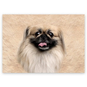 Поздравительная открытка с принтом Пекинес , 100% бумага | плотность бумаги 280 г/м2, матовая, на обратной стороне линовка и место для марки
 | животное | пекинес | порода | собака