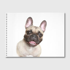 Альбом для рисования с принтом Французский бульдог , 100% бумага
 | матовая бумага, плотность 200 мг. | животное | порода | собака | французский бульдог