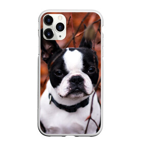 Чехол для iPhone 11 Pro матовый с принтом Бостон Терьер , Силикон |  | животное | порода | собака | французский бульдог