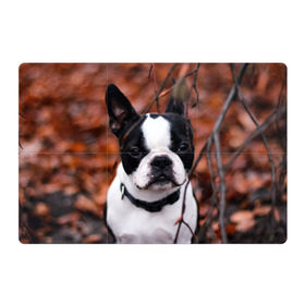 Магнитный плакат 3Х2 с принтом Бостон Терьер , Полимерный материал с магнитным слоем | 6 деталей размером 9*9 см | Тематика изображения на принте: животное | порода | собака | французский бульдог