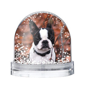 Снежный шар с принтом Бостон Терьер , Пластик | Изображение внутри шара печатается на глянцевой фотобумаге с двух сторон | Тематика изображения на принте: животное | порода | собака | французский бульдог