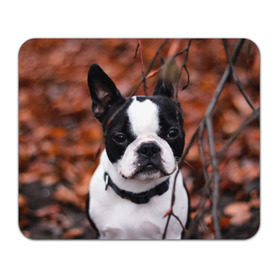 Коврик прямоугольный с принтом Бостон Терьер , натуральный каучук | размер 230 х 185 мм; запечатка лицевой стороны | Тематика изображения на принте: животное | порода | собака | французский бульдог