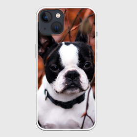 Чехол для iPhone 13 с принтом Бостон Терьер ,  |  | Тематика изображения на принте: животное | порода | собака | французский бульдог