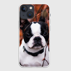 Чехол для iPhone 13 mini с принтом Бостон Терьер ,  |  | животное | порода | собака | французский бульдог