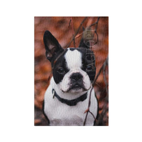 Обложка для паспорта матовая кожа с принтом Бостон Терьер , натуральная матовая кожа | размер 19,3 х 13,7 см; прозрачные пластиковые крепления | Тематика изображения на принте: животное | порода | собака | французский бульдог