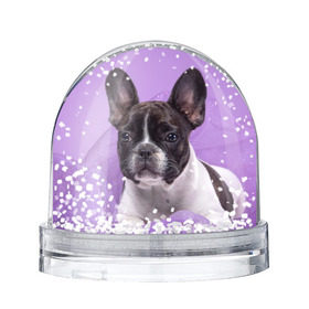 Снежный шар с принтом Французский бульдог , Пластик | Изображение внутри шара печатается на глянцевой фотобумаге с двух сторон | животное | порода | собака | французский бульдог