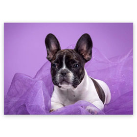 Поздравительная открытка с принтом Французский бульдог , 100% бумага | плотность бумаги 280 г/м2, матовая, на обратной стороне линовка и место для марки
 | животное | порода | собака | французский бульдог