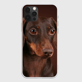 Чехол для iPhone 12 Pro Max с принтом Такса , Силикон |  | Тематика изображения на принте: животное | порода | собака | такса