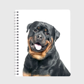 Тетрадь с принтом Ротвейлер , 100% бумага | 48 листов, плотность листов — 60 г/м2, плотность картонной обложки — 250 г/м2. Листы скреплены сбоку удобной пружинной спиралью. Уголки страниц и обложки скругленные. Цвет линий — светло-серый
 | Тематика изображения на принте: животное | порода | ротвейлер | собака