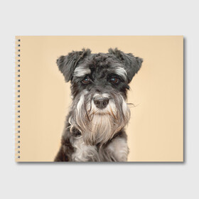 Альбом для рисования с принтом Цвергшнауцер , 100% бумага
 | матовая бумага, плотность 200 мг. | Тематика изображения на принте: животное | порода | собака | цвергшнауцер