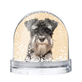 Снежный шар с принтом Цвергшнауцер , Пластик | Изображение внутри шара печатается на глянцевой фотобумаге с двух сторон | животное | порода | собака | цвергшнауцер