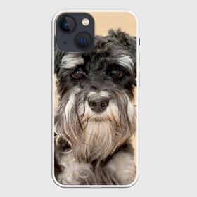Чехол для iPhone 13 mini с принтом Цвергшнауцер ,  |  | Тематика изображения на принте: животное | порода | собака | цвергшнауцер