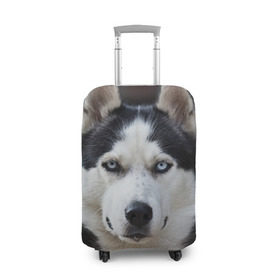 Чехол для чемодана 3D с принтом Хаски , 86% полиэфир, 14% спандекс | двустороннее нанесение принта, прорези для ручек и колес | бандит | животное | порода | собака | хаски | хаски бандит