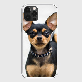 Чехол для iPhone 12 Pro Max с принтом Чихуахуа , Силикон |  | Тематика изображения на принте: животное | порода | собака | чихуахуа