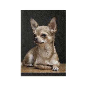 Обложка для паспорта матовая кожа с принтом Чихуахуа , натуральная матовая кожа | размер 19,3 х 13,7 см; прозрачные пластиковые крепления | животное | порода | собака | чихуахуа
