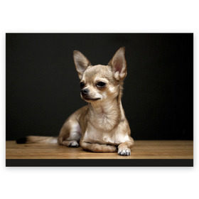 Поздравительная открытка с принтом Чихуахуа , 100% бумага | плотность бумаги 280 г/м2, матовая, на обратной стороне линовка и место для марки
 | Тематика изображения на принте: животное | порода | собака | чихуахуа