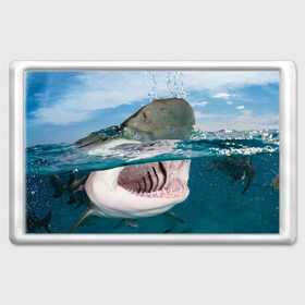 Магнит 45*70 с принтом Хищная акула , Пластик | Размер: 78*52 мм; Размер печати: 70*45 | акула | море | океан | природа | хищник