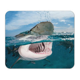 Коврик прямоугольный с принтом Хищная акула , натуральный каучук | размер 230 х 185 мм; запечатка лицевой стороны | акула | море | океан | природа | хищник