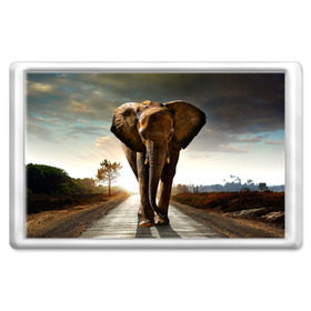 Магнит 45*70 с принтом Дикий слон , Пластик | Размер: 78*52 мм; Размер печати: 70*45 | Тематика изображения на принте: слон