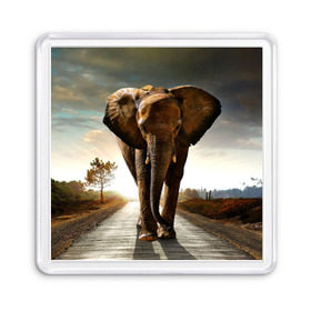 Магнит 55*55 с принтом Дикий слон , Пластик | Размер: 65*65 мм; Размер печати: 55*55 мм | Тематика изображения на принте: слон