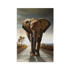 Обложка для паспорта матовая кожа с принтом Дикий слон , натуральная матовая кожа | размер 19,3 х 13,7 см; прозрачные пластиковые крепления | слон