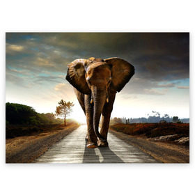 Поздравительная открытка с принтом Дикий слон , 100% бумага | плотность бумаги 280 г/м2, матовая, на обратной стороне линовка и место для марки
 | слон