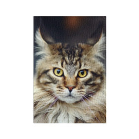 Обложка для паспорта матовая кожа с принтом Пушистый кот , натуральная матовая кожа | размер 19,3 х 13,7 см; прозрачные пластиковые крепления | Тематика изображения на принте: животное | киса | кот | кошка | мяу | природа