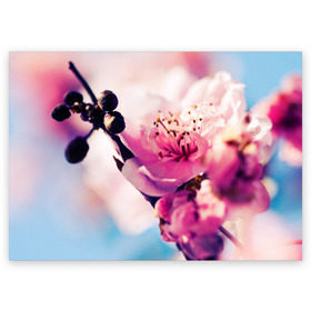 Поздравительная открытка с принтом Цветущая вишня , 100% бумага | плотность бумаги 280 г/м2, матовая, на обратной стороне линовка и место для марки
 | вишня | дерево | небо | природа | черешня | ягода