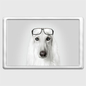 Магнит 45*70 с принтом Собака в очках , Пластик | Размер: 78*52 мм; Размер печати: 70*45 | афганская | белая | борзая | в очках | животное | очки | прикол | собака