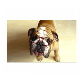 Бумага для упаковки 3D с принтом Бульдог в очках , пластик и полированная сталь | круглая форма, металлическое крепление в виде кольца | Тематика изображения на принте: бульдог в очках | домашнее | животное | очки | пес | прикол | собака | умный | ученый