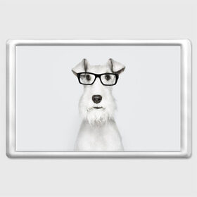 Магнит 45*70 с принтом Собака в очках , Пластик | Размер: 78*52 мм; Размер печати: 70*45 | белый | домашнее | животное | очки | пес | прикол | собака в очках | умный | ученый | эрдельтерьер
