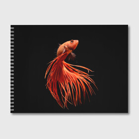 Альбом для рисования с принтом Бойцовая рыбка , 100% бумага
 | матовая бумага, плотность 200 мг. | Тематика изображения на принте: аквариумная | бойцовая | красивый | плавники | рыба | рыбка | хвост | япаонская