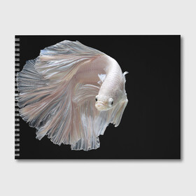 Альбом для рисования с принтом Бойцовая рыбка , 100% бумага
 | матовая бумага, плотность 200 мг. | Тематика изображения на принте: аквариумная | бойцовая | красивый | плавники | рыба | рыбка | хвост | япаонская