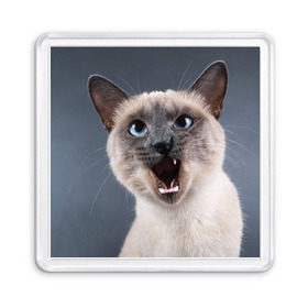 Магнит 55*55 с принтом Злой кот , Пластик | Размер: 65*65 мм; Размер печати: 55*55 мм | взгляд | домашнее | животное | злой | зубы | клыки | кот | котэ | кошка | оскал | сеамский