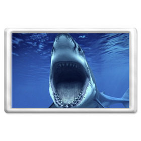 Магнит 45*70 с принтом Белая акула , Пластик | Размер: 78*52 мм; Размер печати: 70*45 | shark | море | синий