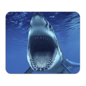 Коврик прямоугольный с принтом Белая акула , натуральный каучук | размер 230 х 185 мм; запечатка лицевой стороны | shark | море | синий